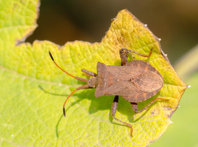 Coreus marginatus - közönséges karimáspoloska