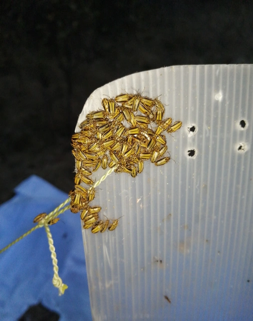 Xanthogalerucella luteola - szilfa-olajosbogár