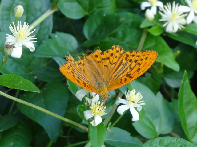 Argynnis paphia - nagy gyöngyházlepke