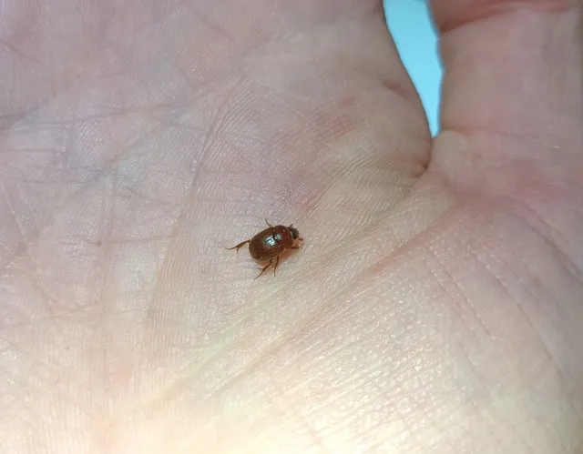 Ochodaeus chrysomeloides - alkonyati homoktúróbogár Ochodaeus chrysomeloides - alkonyati homoktúróbogár