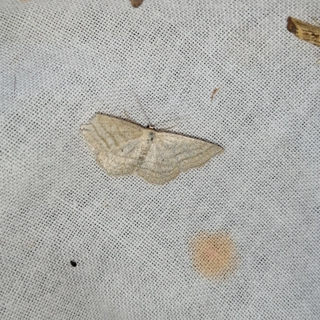 Scopula virgulata - vesszős sávosaraszoló