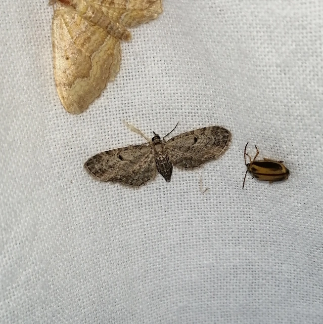 Eupithecia tenuiata - sötétszegélyű törpearaszoló