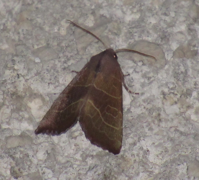 Atethmia ambusta - körtebagoly