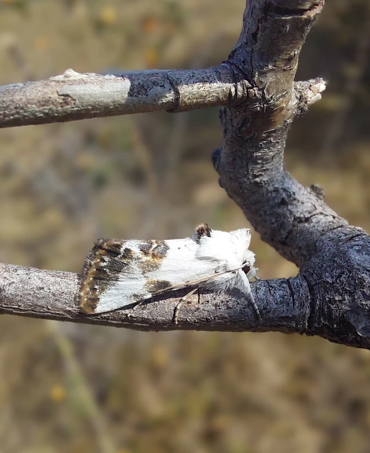 Calophasia opalina - barnafoltú fehérbagoly
