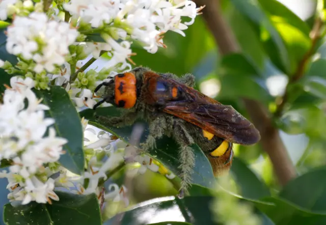 Megascolia maculata - óriás-tőrösdarázs