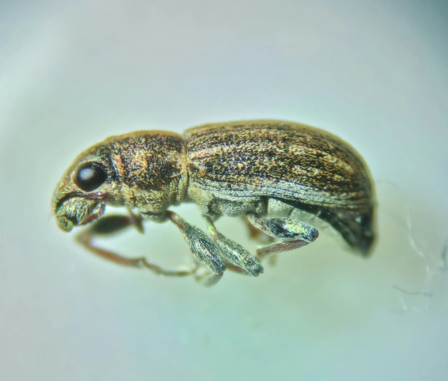 Sitona lineatus - sávos csipkézőbogár
