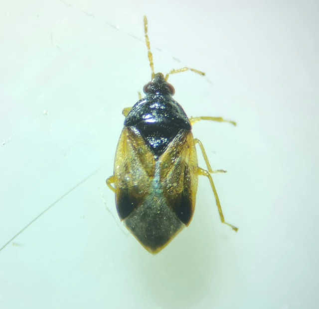 Anthocoridae - virágpoloskák Anthocoridae - virágpoloskák