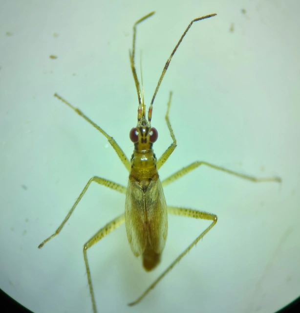 Dicyphus