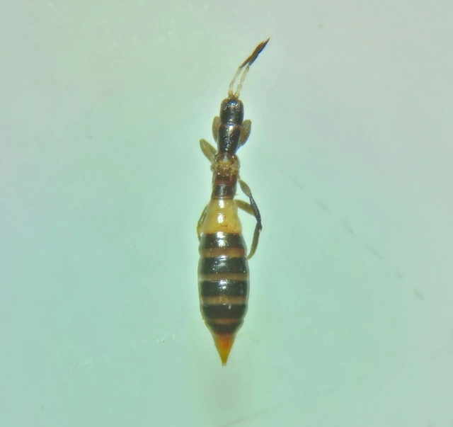 Thysanoptera - Tripszek