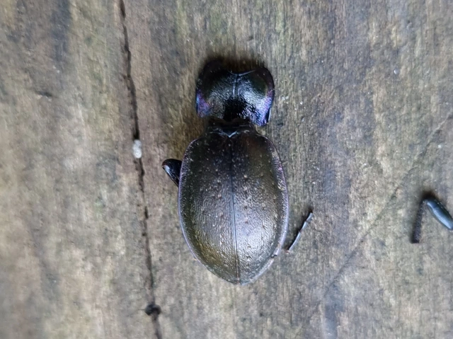 Carabus nemoralis - ligeti futrinka