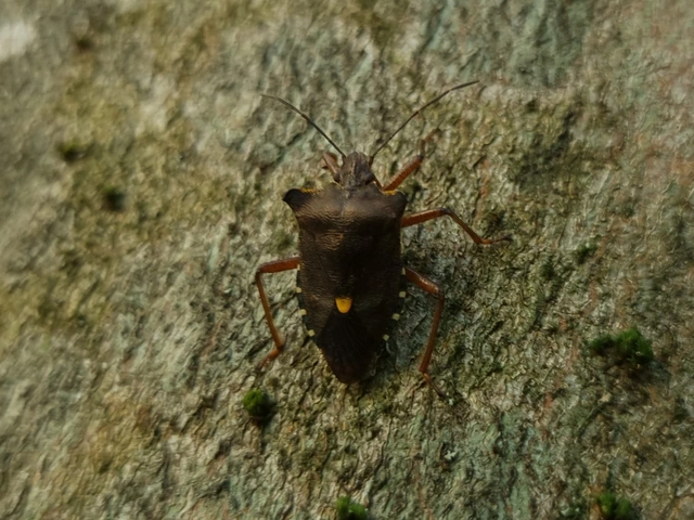 Pentatoma rufipes - vöröslábú címerespoloska Pentatoma rufipes - vöröslábú címerespoloska