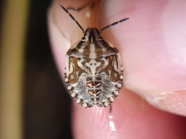 Carpocoris Carpocoris