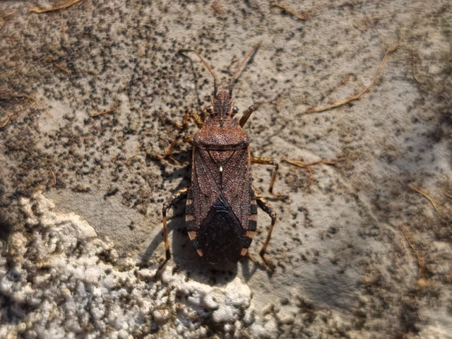 Ceraleptus gracilicornis - tüskéslábú karimáspoloska