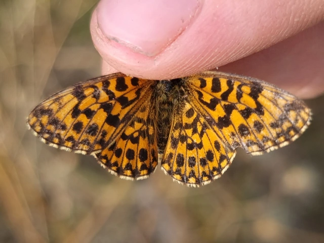 Boloria dia - kis gyöngyházlepke