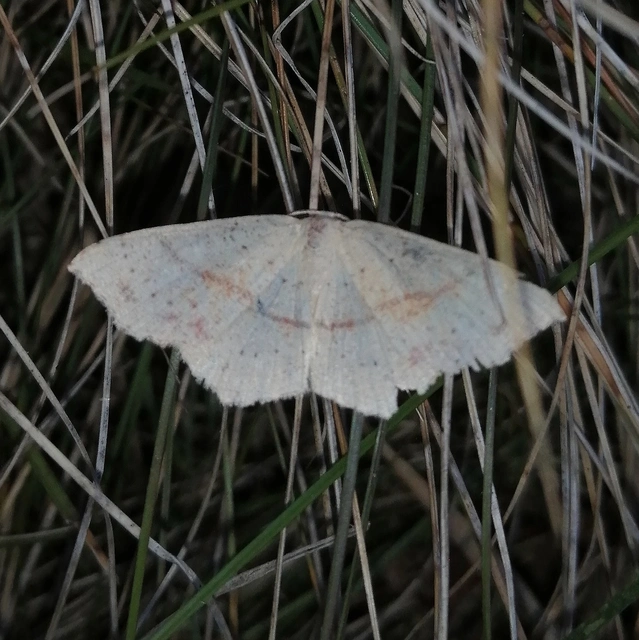 Cyclophora punctaria - sávos pettyesaraszoló