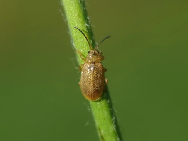 Galerucella pusilla