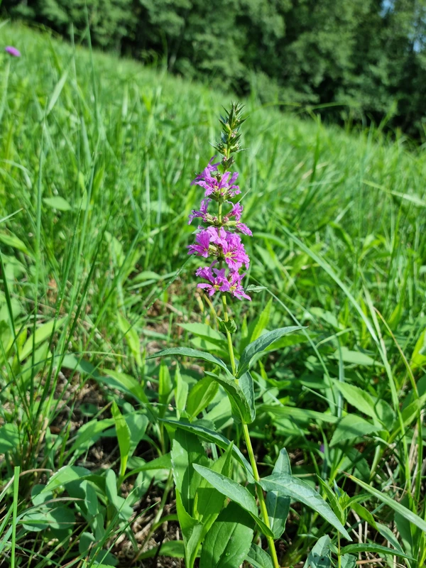 Galerucella pusilla