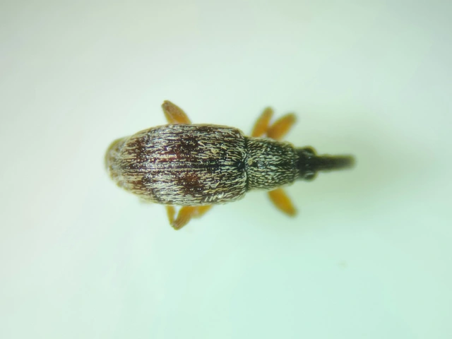 Taeniapion urticarium - csalán-cickányormányos
