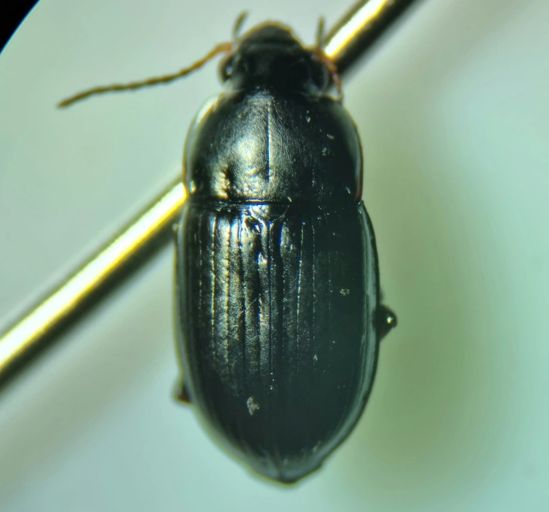 Amara tibialis - apró közfutó