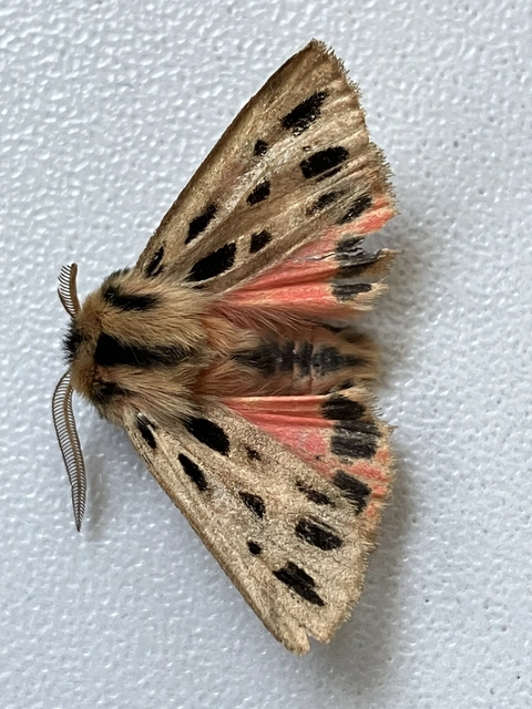 Chelis maculosa - foltos medvelepke