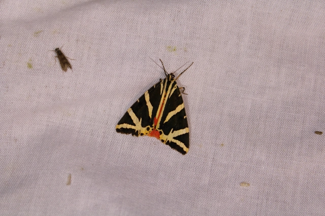 Euplagia quadripunctaria - csíkos medvelepke