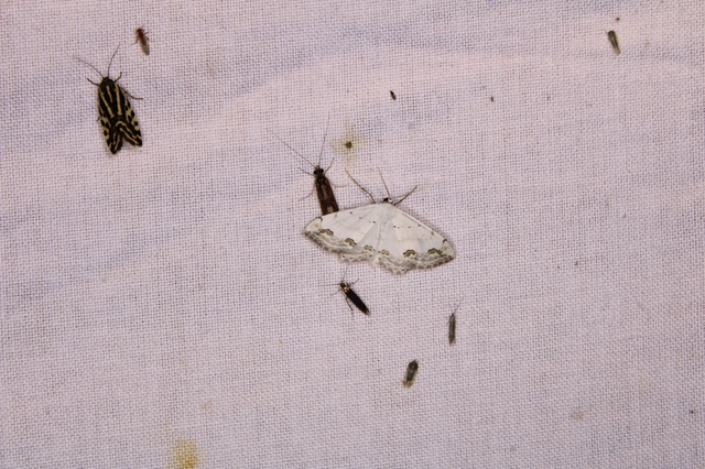 Scopula ornata - díszes fehéraraszoló
