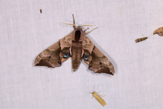 Smerinthus ocellatus - esti pávaszem