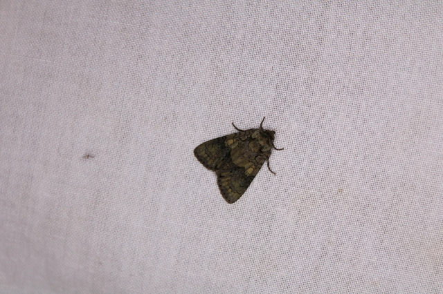 Craniophora ligustri - fagyalbagoly