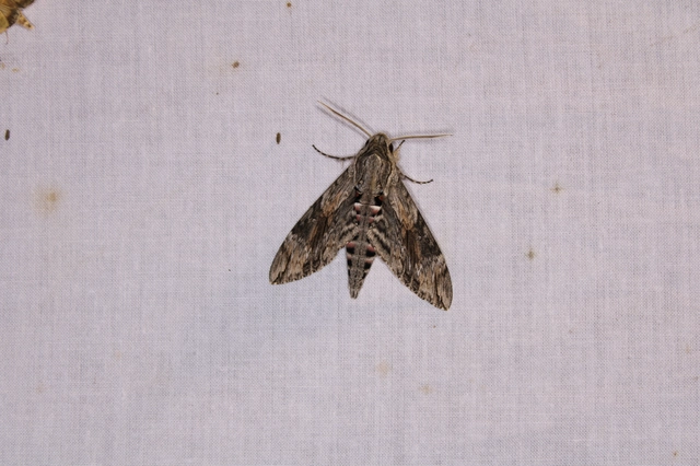 Agrius convolvuli - szulákszender