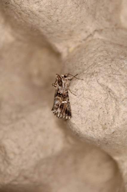 Calophasia lunula - gyújtoványfű-apróbagoly