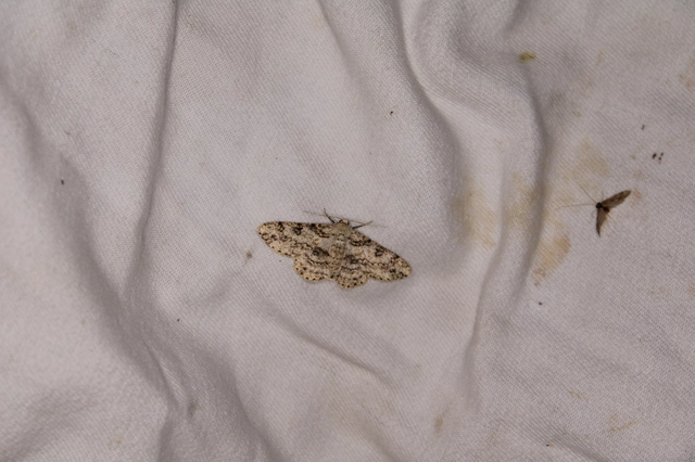 Ascotis selenaria - holdas faaraszoló