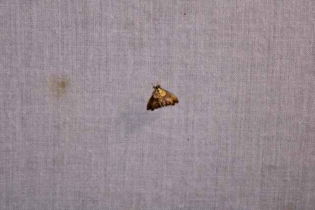 Agrotera nemoralis - ligeti tűzmoly