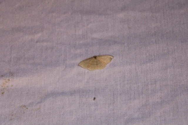 Cyclophora linearia - vonalas pettyesaraszoló