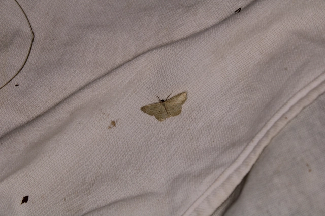 Scopula virgulata - vesszős sávosaraszoló
