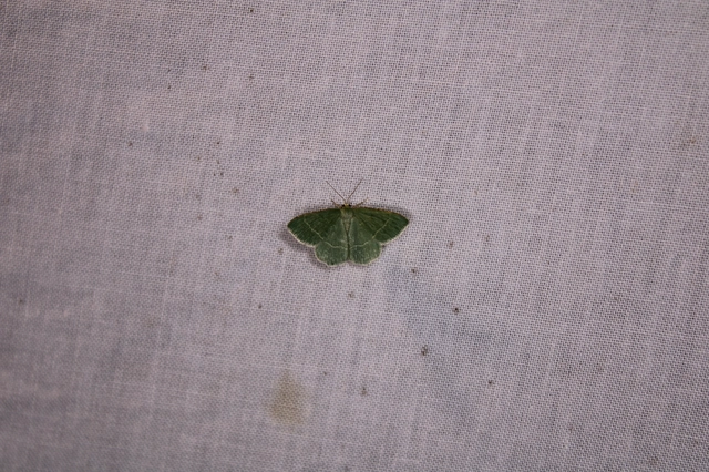 Chlorissa cloraria - sárgászöld araszoló