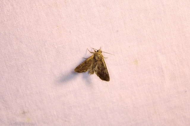 Lacanobia oleracea - saláta-kertibagoly