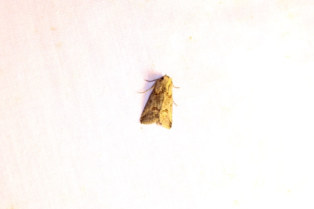 Abrostola triplasia - közönséges csalánbagoly