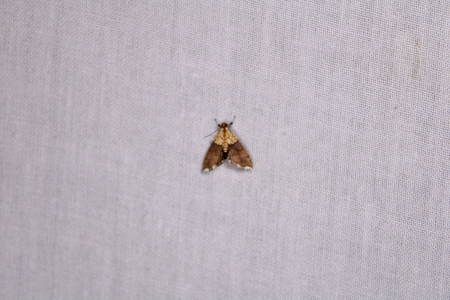 Agrotera nemoralis - ligeti tűzmoly