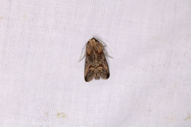 Abrostola triplasia - közönséges csalánbagoly