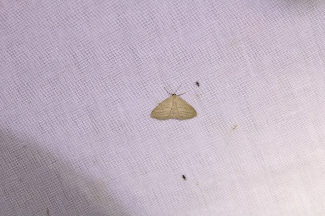 Scopula virgulata - vesszős sávosaraszoló