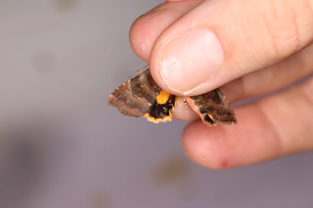 Noctua janthe - lappangó sárgafűbagoly