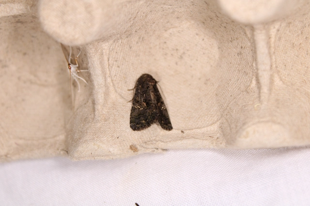Anophia leucomelas - déli folyófűbagoly