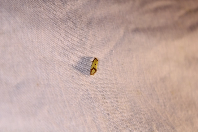Agapeta zoegana - barnacsíkos sárgamoly