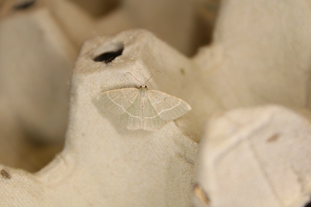 Chlorissa viridata/cloraria