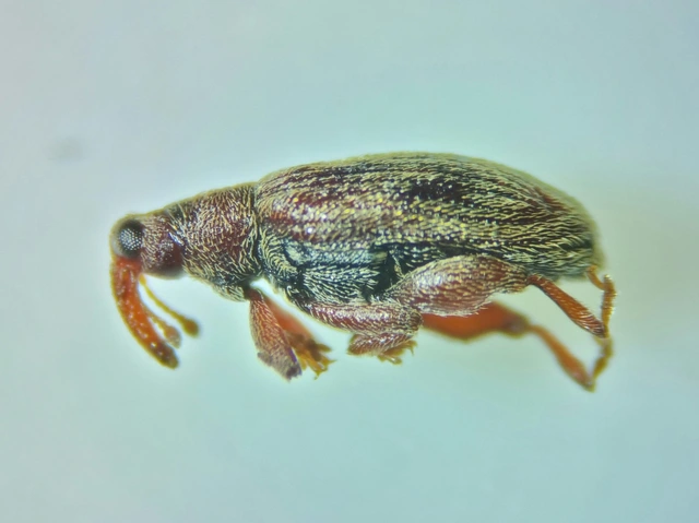 Orchestes testaceus - nyír-bolhaormányos
