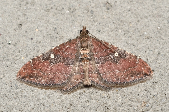 Orthonama obstipata - vándoraraszoló