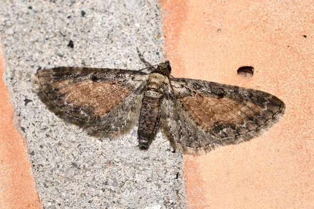 Eupithecia icterata - rozsdafoltos törpearaszoló