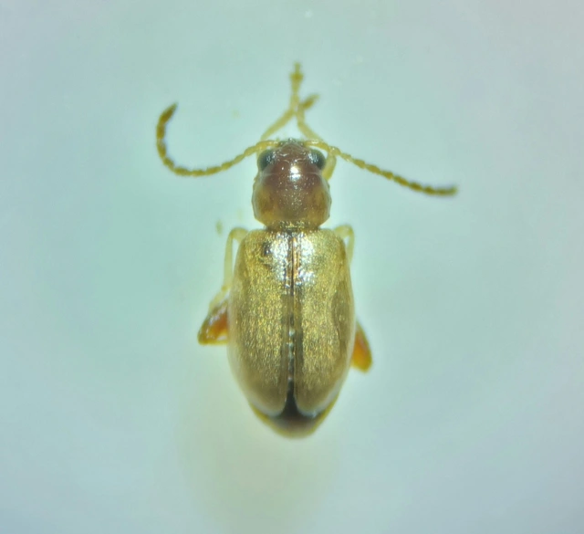 Longitarsus