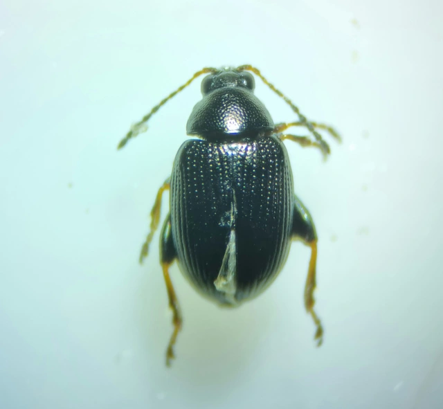Chaetocnema Chaetocnema
