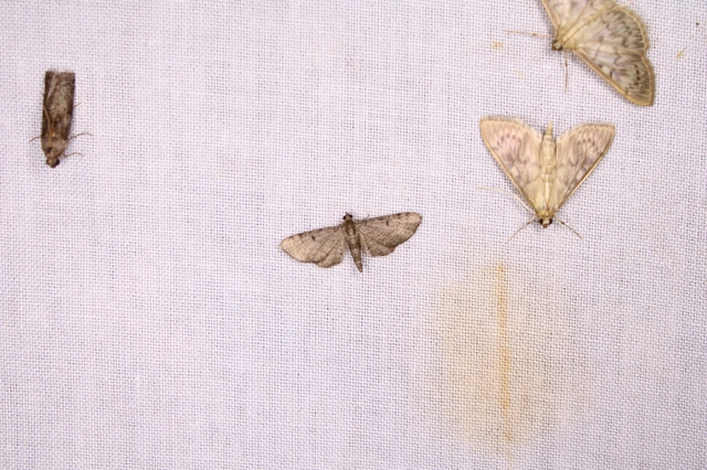 Eupithecia selinata - lápi törpearaszoló